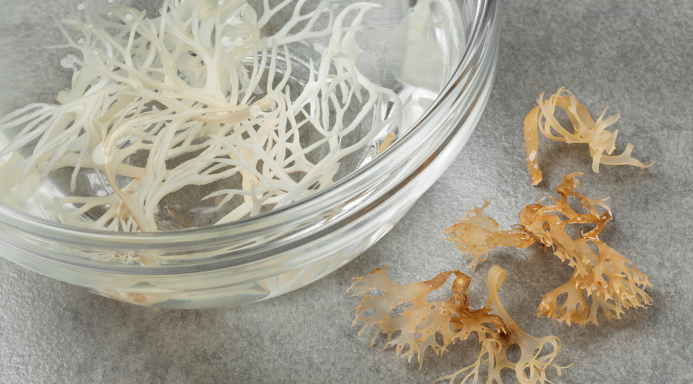 Love Your Skin Guide: Is Sea Moss Good For Your Skin