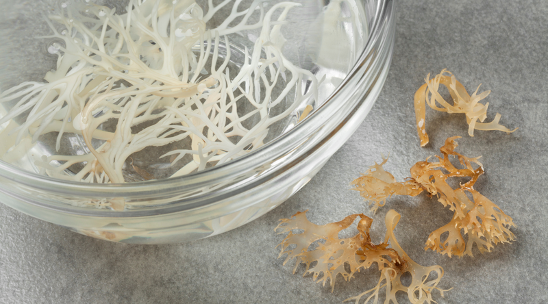 Love Your Skin Guide: Is Sea Moss Good For Your Skin